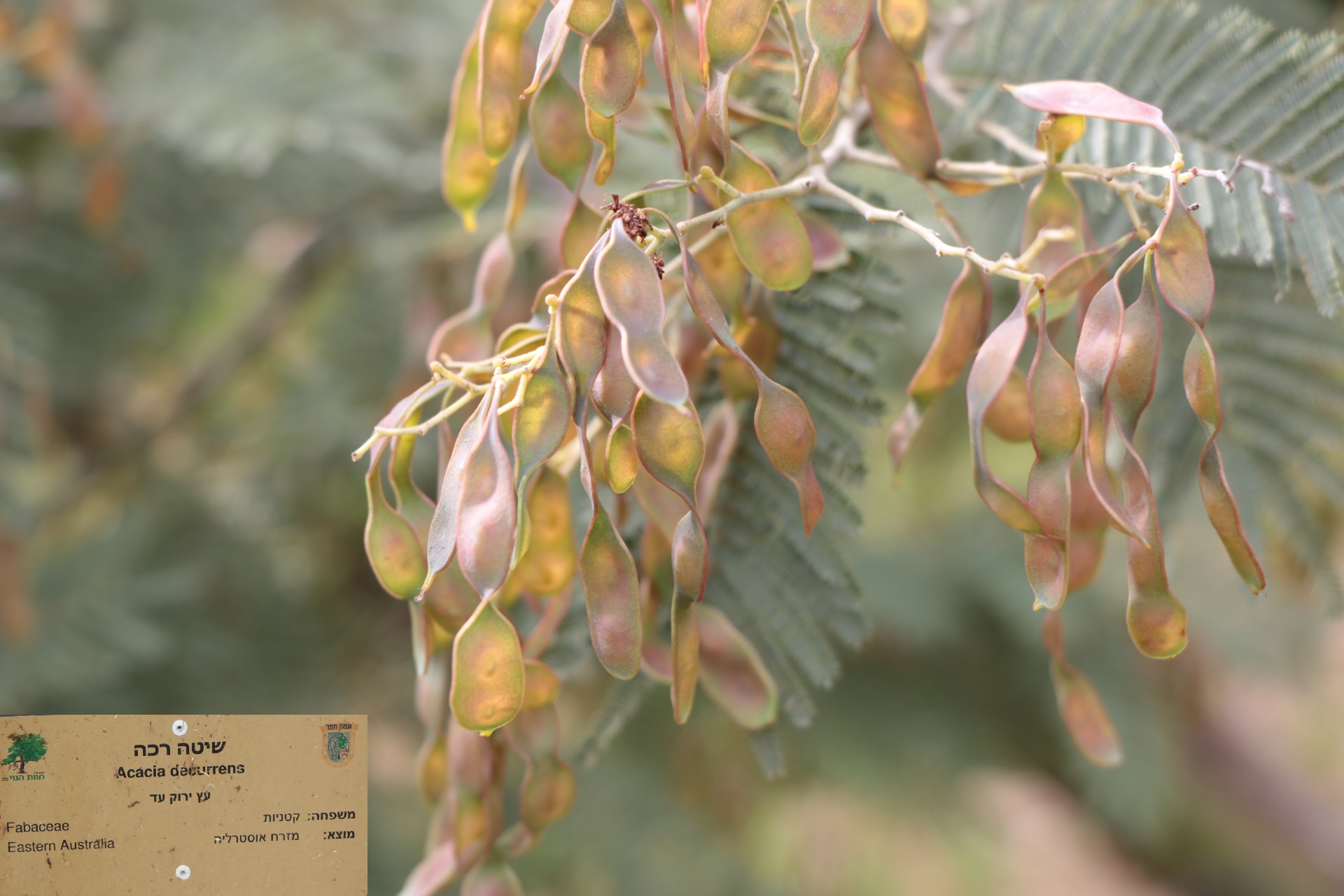acacia decurrens